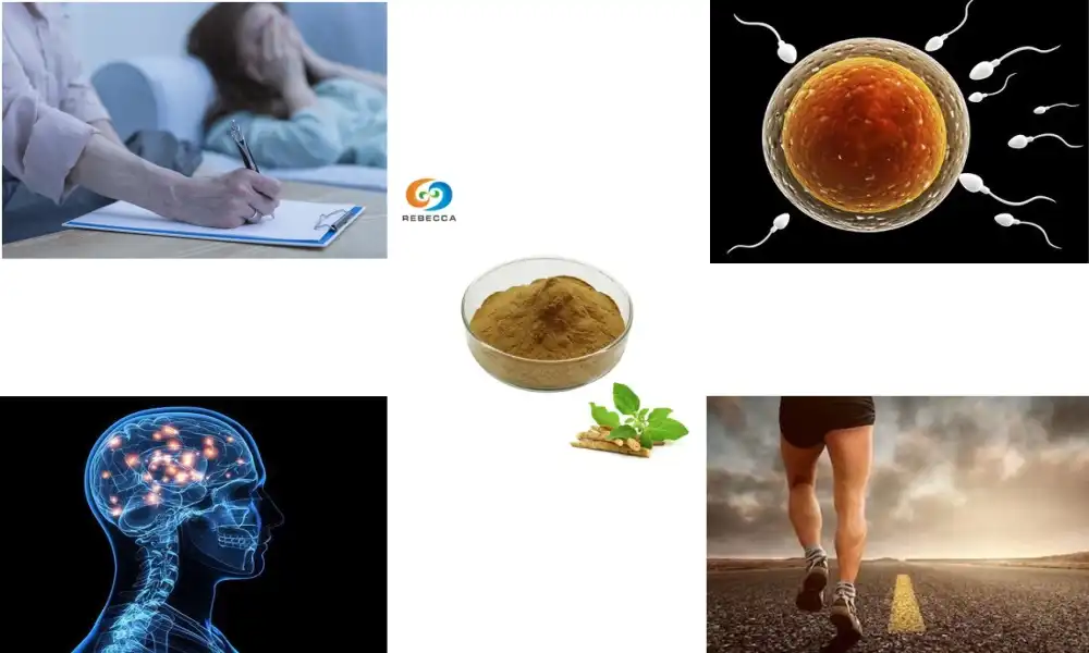 Find Calm and Energy: Buy Ashwagandha Extract Now